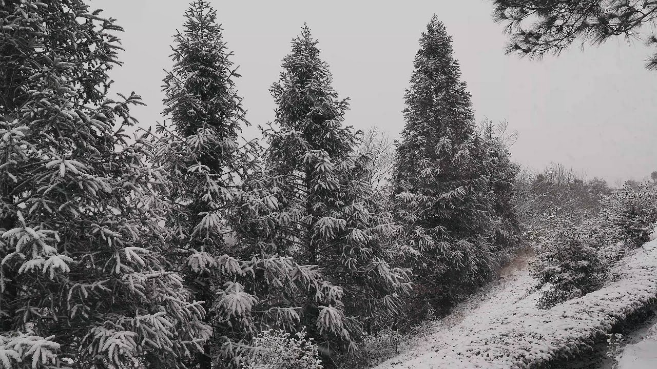 ✅【白噪音】聆聽森林中的風聲和下雪的聲音，自然環境音助眠，讓人精神舒緩，放鬆，治癒的自然音樂asmr，睡眠學習背景音