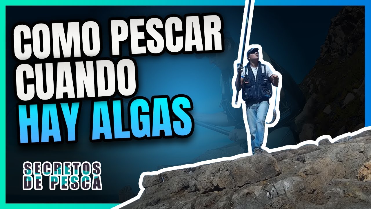 ✅-Pesca del sargo(que hacer cuando hay algas)🎣