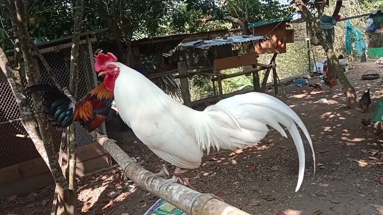 Qaib cuab daj, noo qaib cuab tuaj zoo