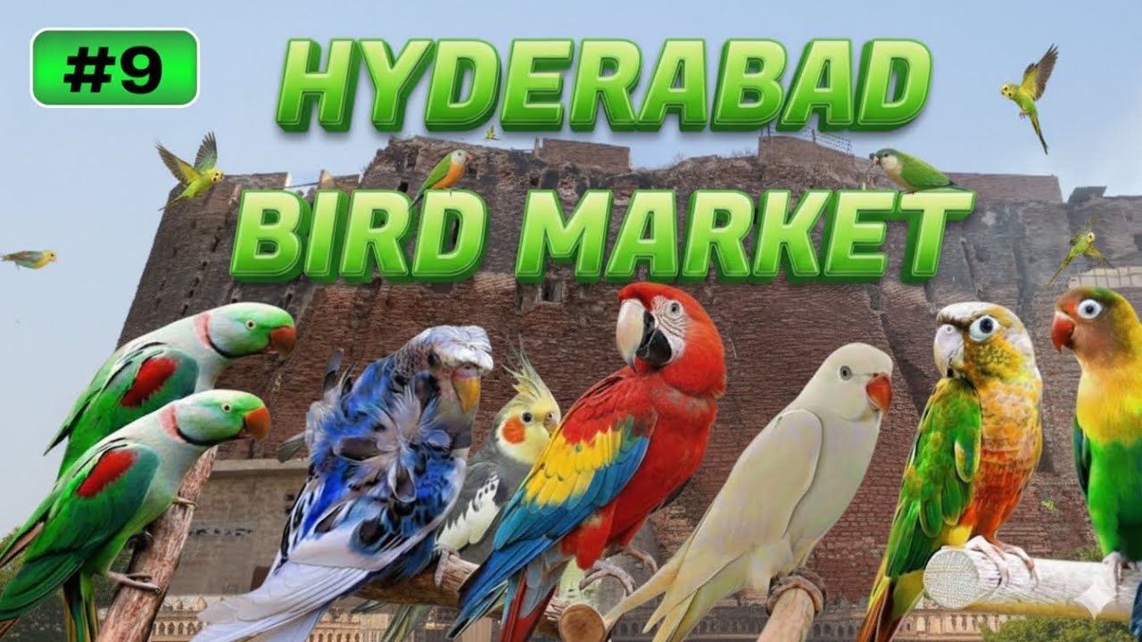 Sunday bird market pakka Killa Hyderabad 25 January 2026