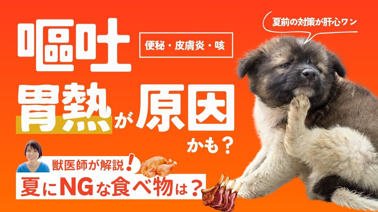 【獣医師が解説】嘔吐・皮膚炎・ハァハァは胃熱が原因かも！夏前にしっかり対策を！