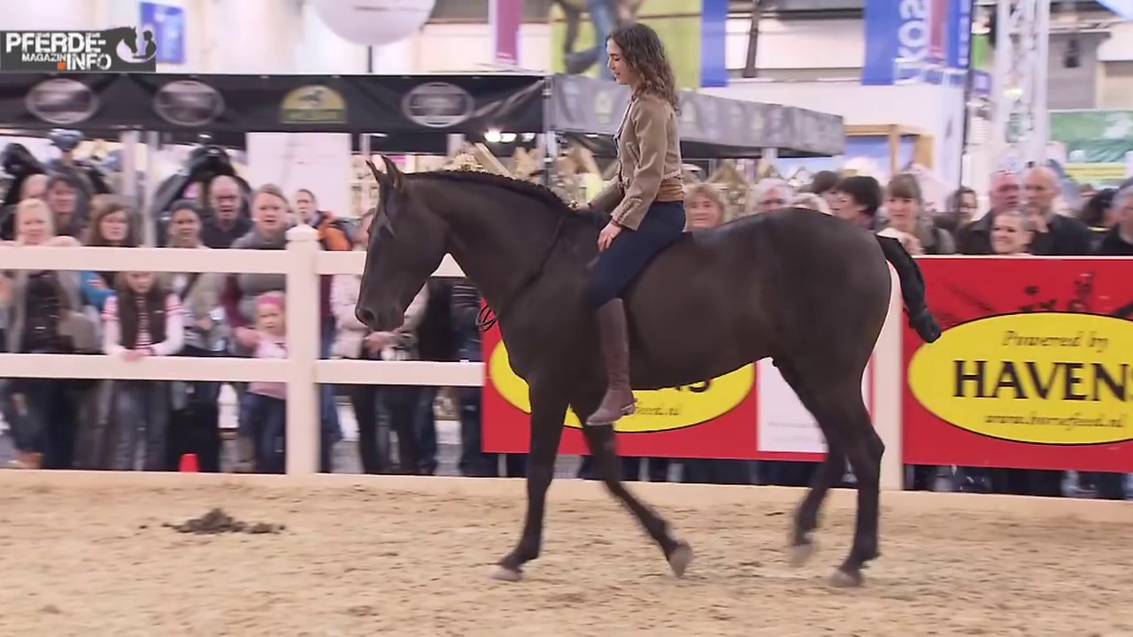 Kenzie Dysli reitet die Doma Vaquera ohne Sattel und Zaumzeug (www-pferde-magazin.info)