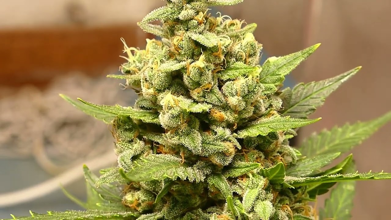 SEGUIMIENTO INDOOR FINAL #3 | NORTHERN LIGHTS AUTO Y MIMOSA AUTO | Mars Hydro