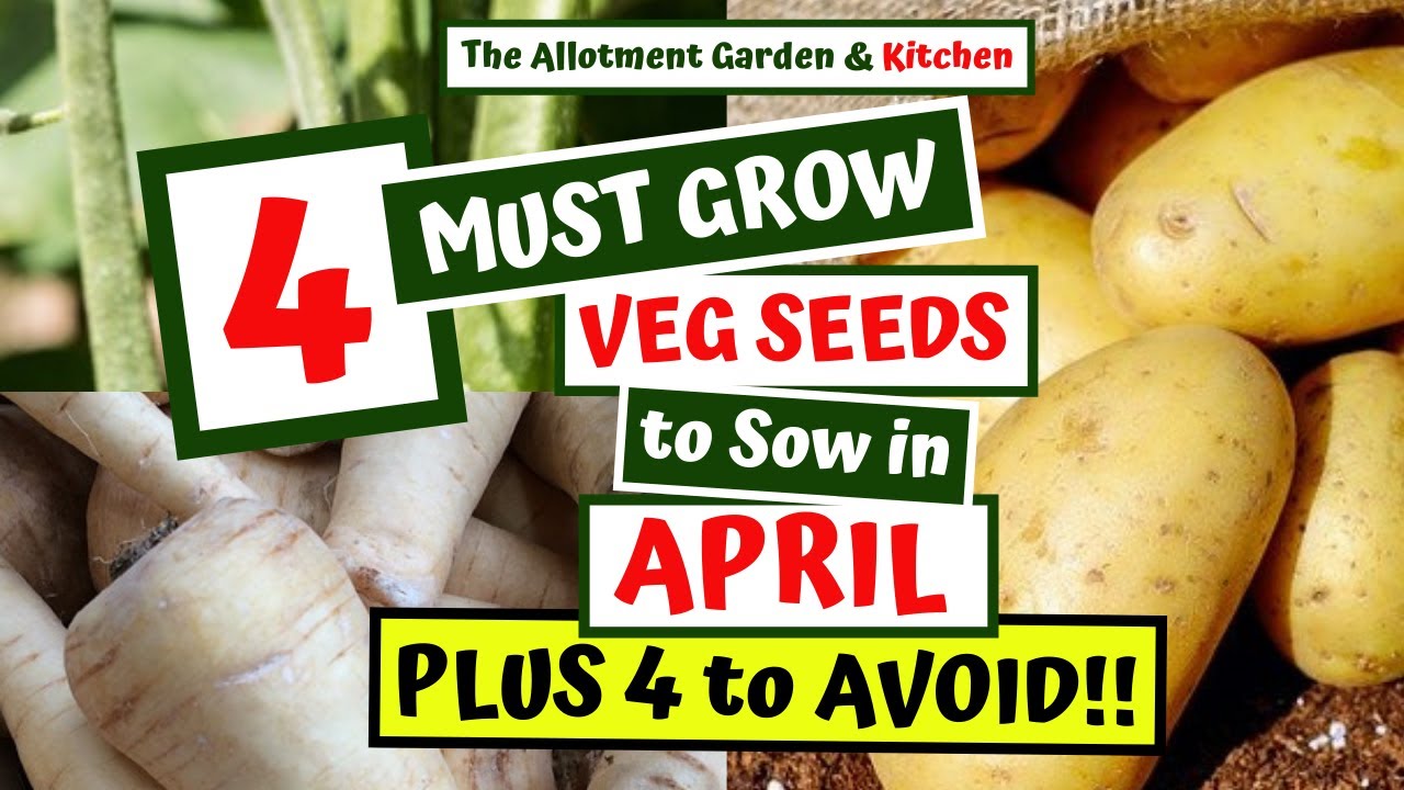 What Veg Seeds to Sow in April | Easy to Grow Veg (4 Must Sow Veg and 4 to Avoid!!) #69