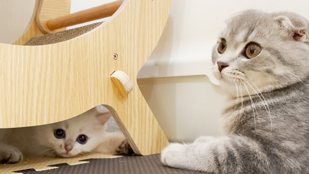 Infiltrate Lulu unnie's room for the first time! Leo, a kitten who was too hilarious
