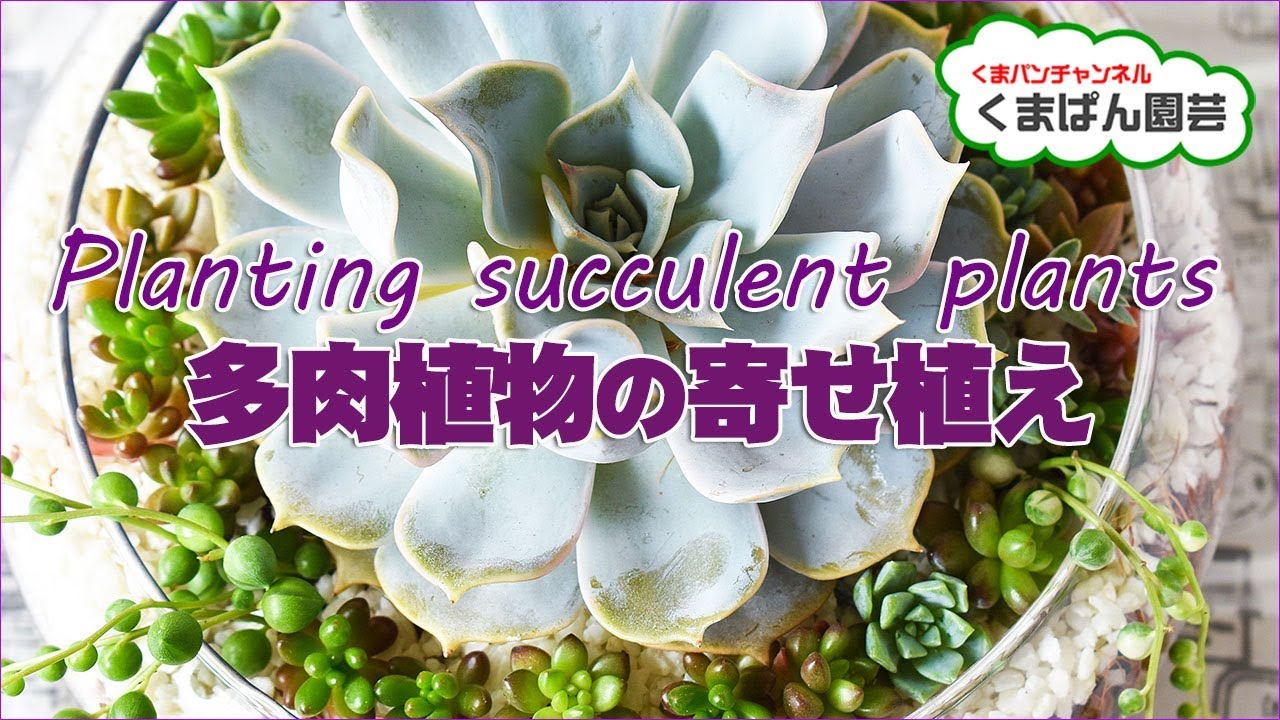 多肉植物・ガラスの器に寄せ植え(ベラボン仕立て)Succulents【くまパン園芸】