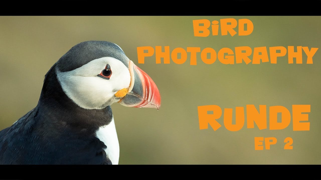 Bird photography from the mountain top at Runde, Norway