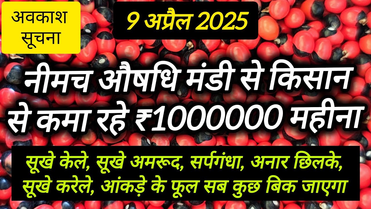 ₹1000000 महीना सिर्फ मुफ्त की औषधियों से 🤯🤯 ।। Neemuch Aushadhi Mandi ।। नीमच मंडी भाव