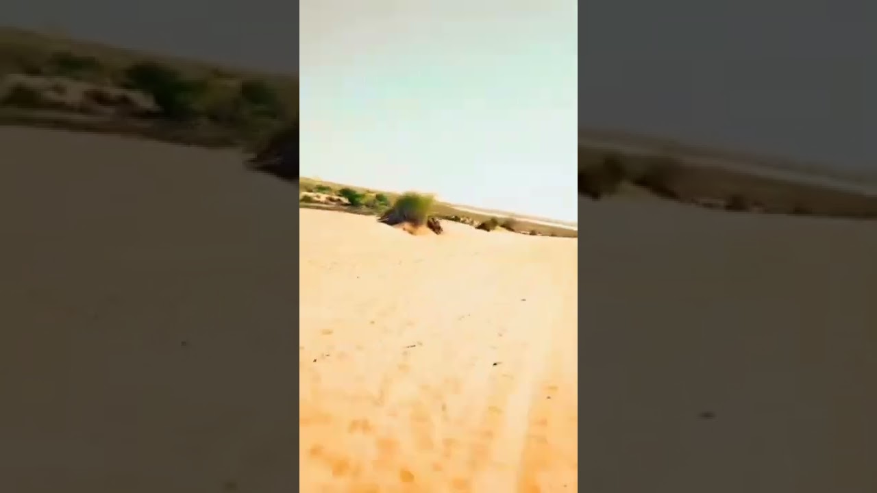 Rohi desert rahim yar khan | Rahim yar khan desert