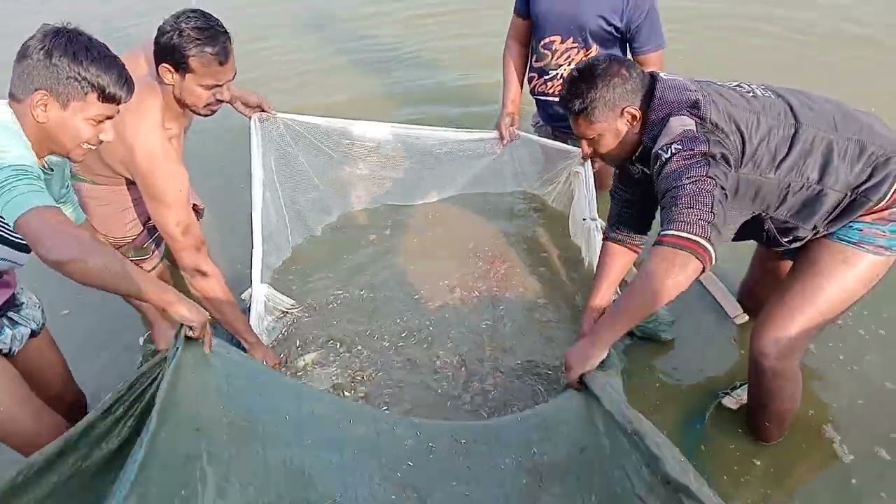 কার্ফু মাছের পোনা কোথায় পাওয়া যাবে || পুকুরে মাছ চাষ, কম খরচে মাছ চাষ, কার্ফু পোনা 