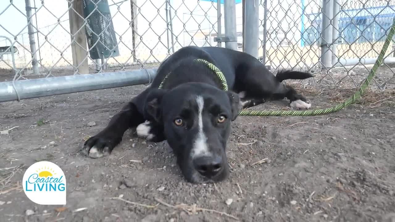 Meet Post! Coastal Livings Pet of The Week - Sponsored by Animal Medical Corpus Christi