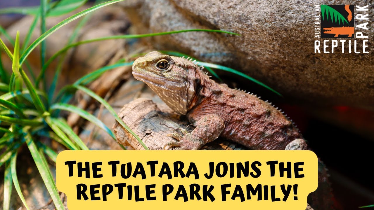 Brand New Tuatara Exhibit Opens | Australian Reptile Park