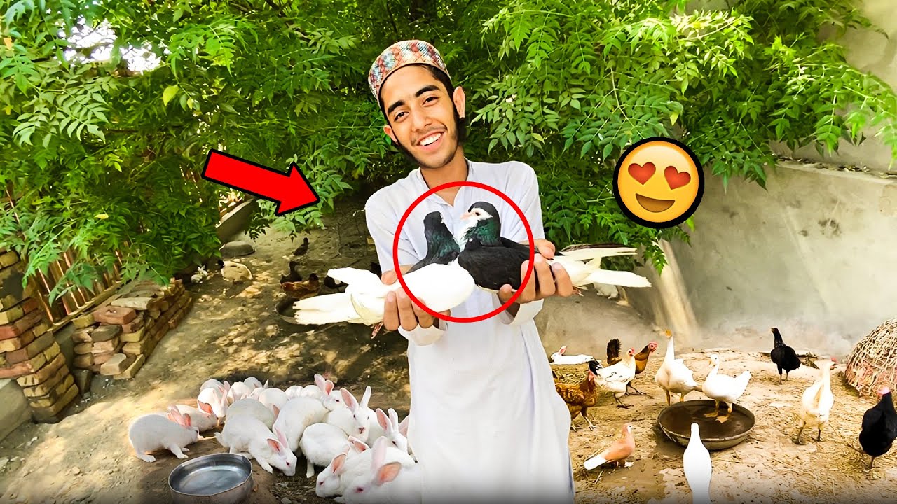 Dehati Mamu New Kabooter Ka Pair Laya | Village Pets Setup Update ❤️