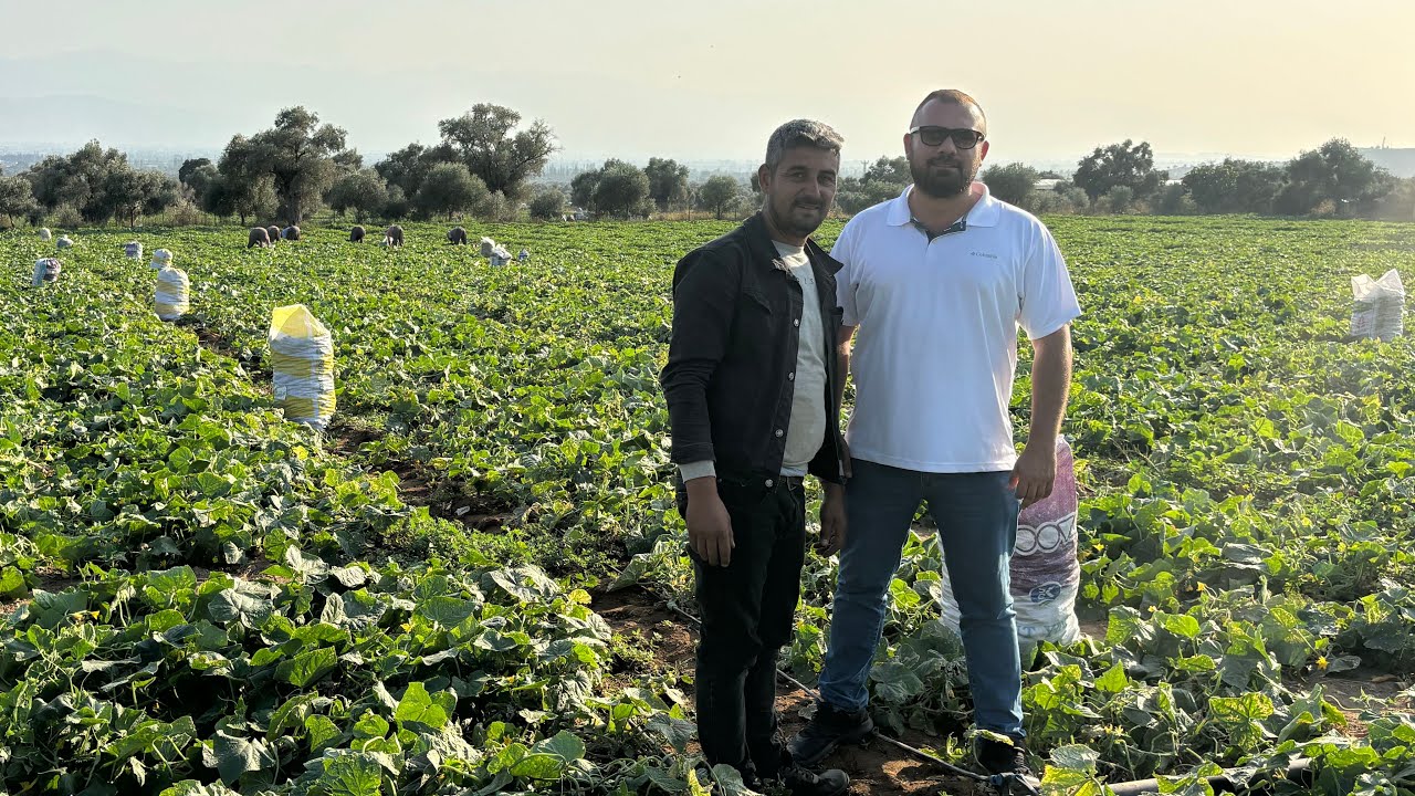 Kornişon salatalık tarlalarında yüksek verim artışı 👌@depar #depar @brutale #brutale @gübre #gübre