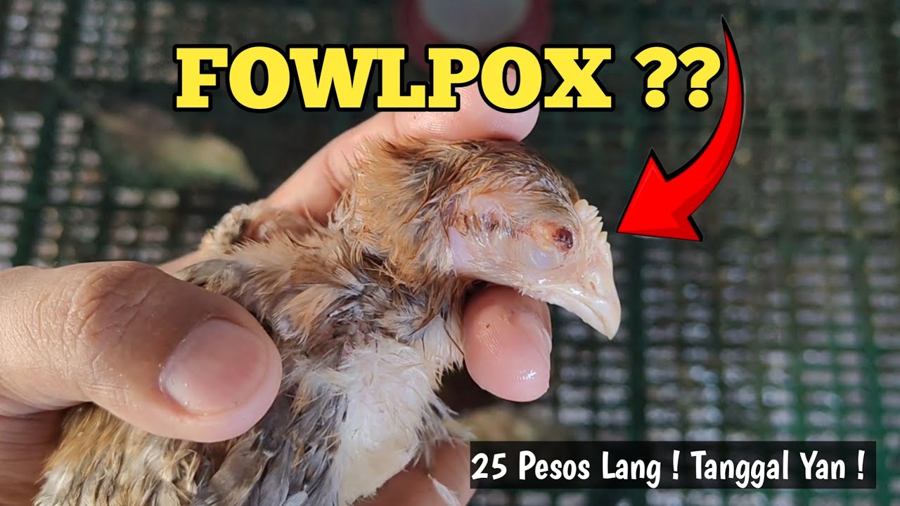 Paano Gamutin ang Fowlpox | Gamot sa Bulutong | Linyada ng Nanay