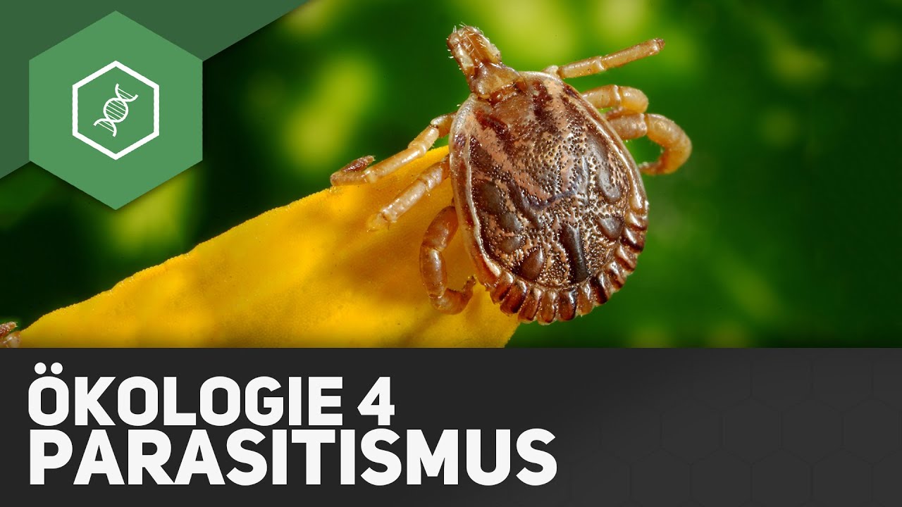 Parasitismus &ndash; &Ouml;kologie 4