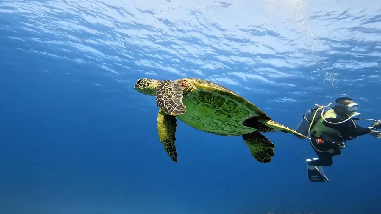 サンゴきらめく日本の海「沖縄本島」／大阪 スキューバダイビングスクールサンズ天王寺 #scubadiving #travel #coral 