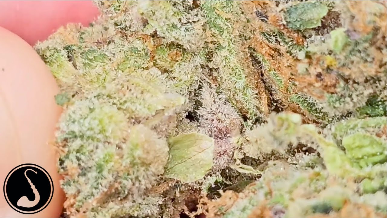THCa Flower Review - AAA Bali Berry Strain