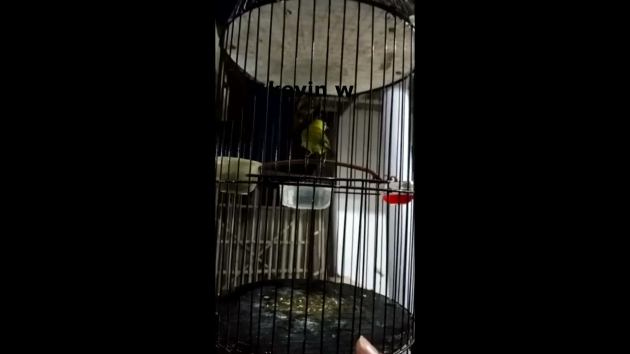 Pleci junior, masih malu-malu....