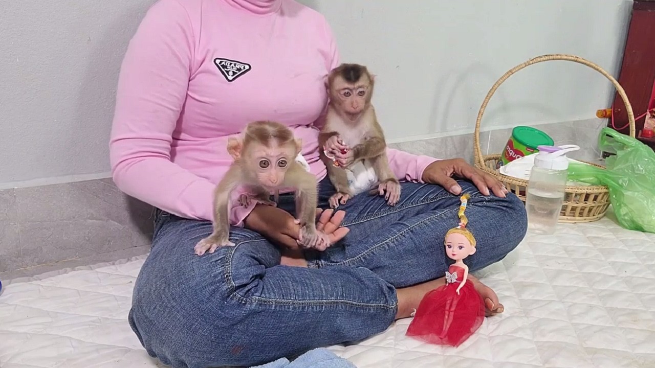 The two beloved monkeys never got off their mother's lap