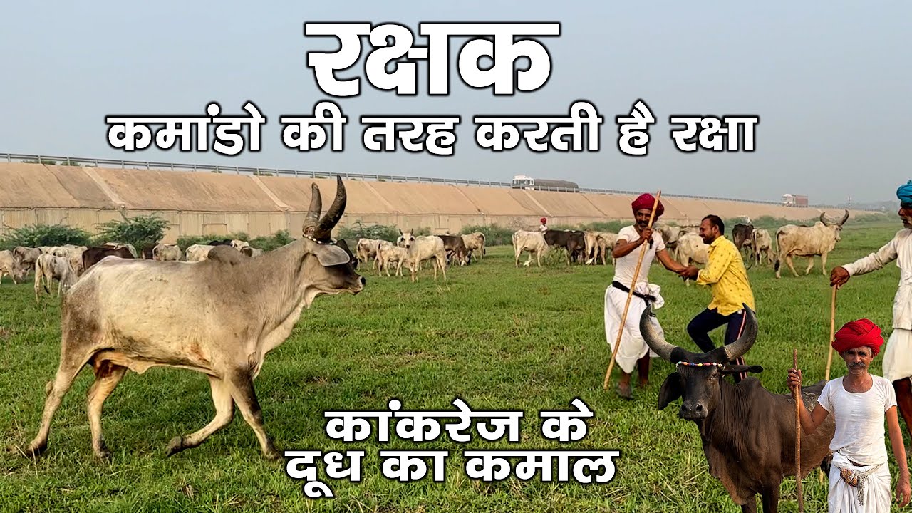 ब्लैक कैट कमांडो की तरह करती है मालिक की रक्षा । गाय के दूध का कमाल । कांकरेज गऊपालको का संघर्ष