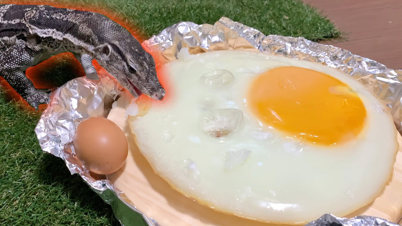 オオトカゲにダチョウの目玉焼きを作ってあげてみた結果...みんな可愛かった！