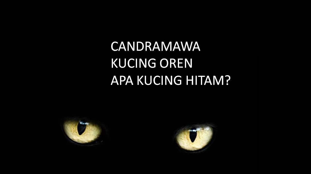 Kucing Sakti Candramawa | Pus Meong Yang Menjadi Mitos Orang Jawa