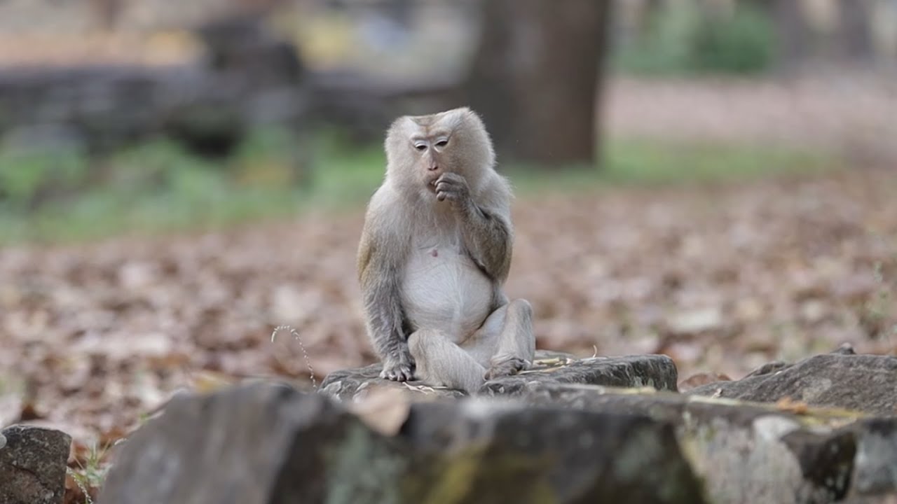 handsome monkey #animal #monkey