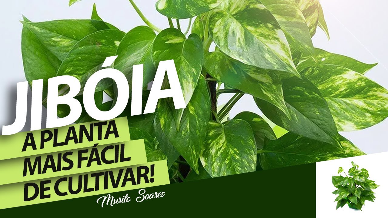 JIBÓIA - PLANTA DE MAIS FÁCIL CULTIVO | Murilo Soares | Spagnhol Plantas