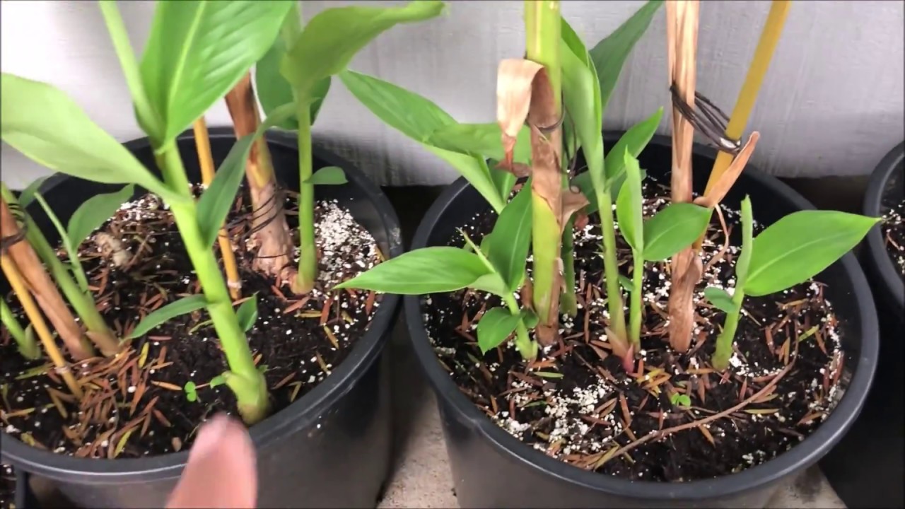 Growing WHITE GINGER LILY = Hedychium Coronarium (Part 2)