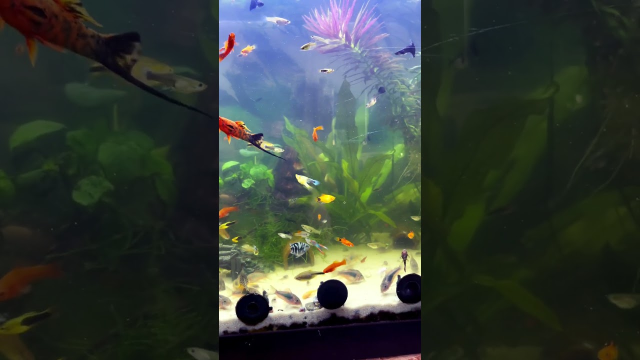 #fish #fishmix #akvarium #nature