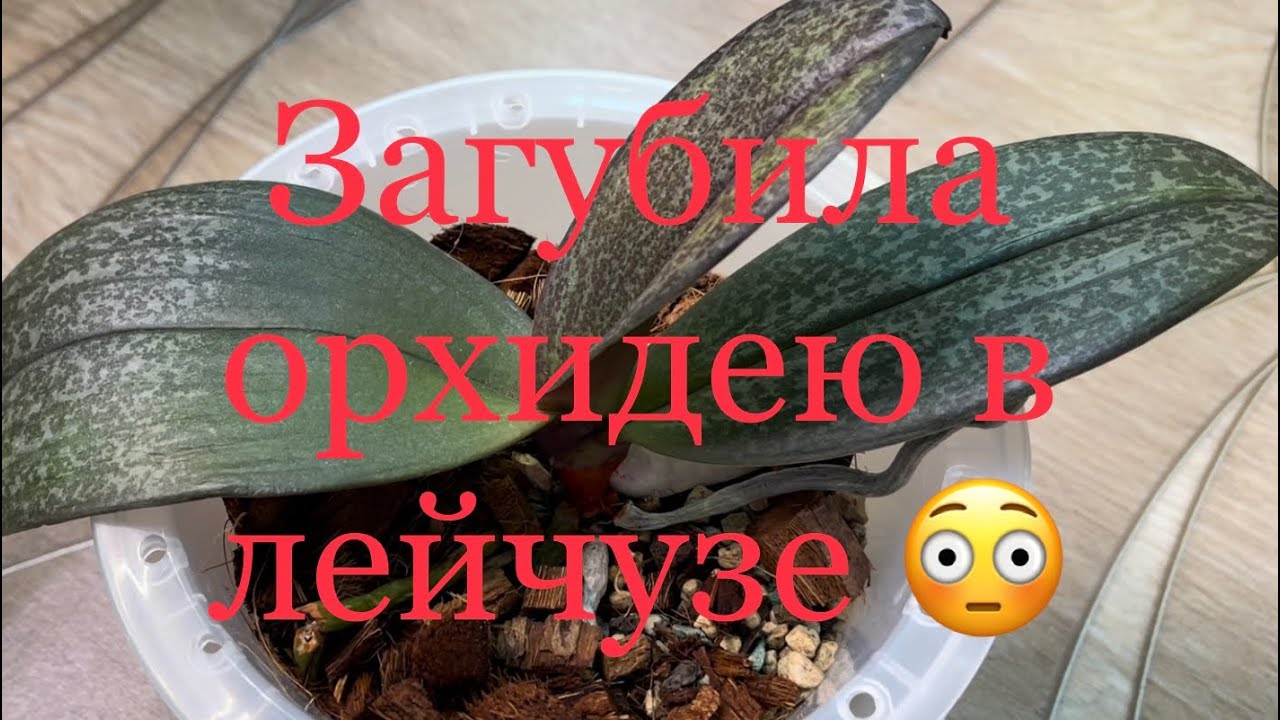 Орхидея в лейчузе ! Итоги через три недели 😯🤦🏼‍♀️