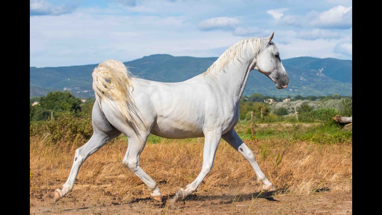 À vendre - Hongre - Lippizan - Dressage 