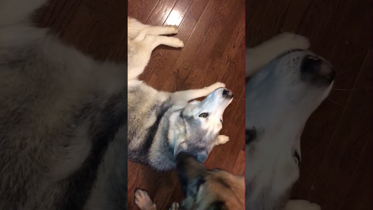 Stubborn Husky Tantrum #1