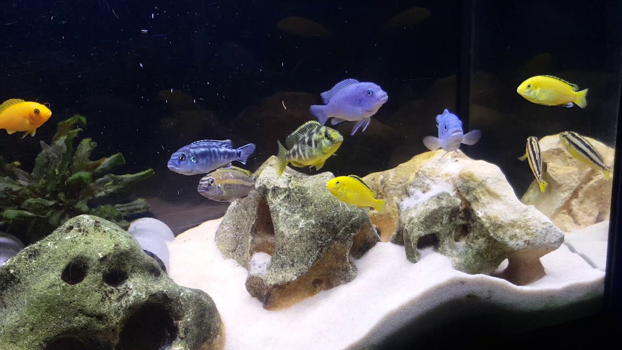 Acuario c&iacute;clidos africanos 100 litros