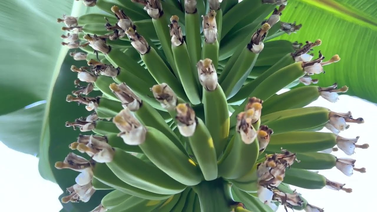 Banana Flower and Fruit in 4k (extended cut)