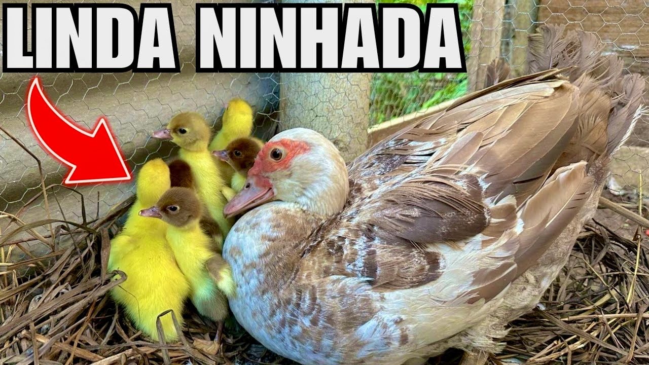 Fui pegar os filhotes de pato e a mãe me atacou | Tirando galinha do choco | Aves Recriar