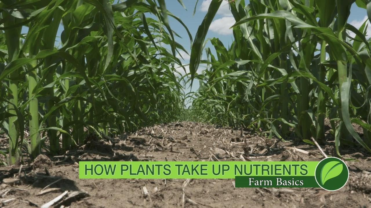 Farm Basics #1009 Усвоение питательных веществ растениями (дата выхода в эфир 06.08.17)