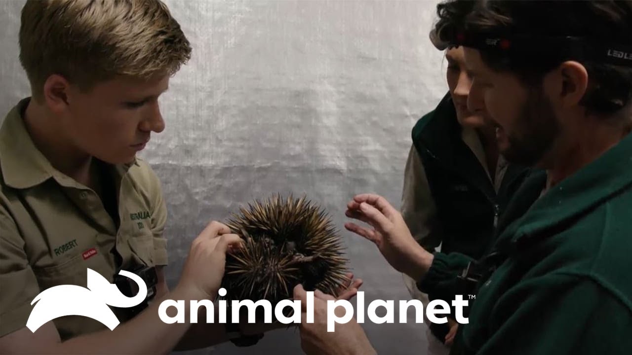 El rescate de un equidna en una tienda de frutas   | Los Irwin | Animal Planet