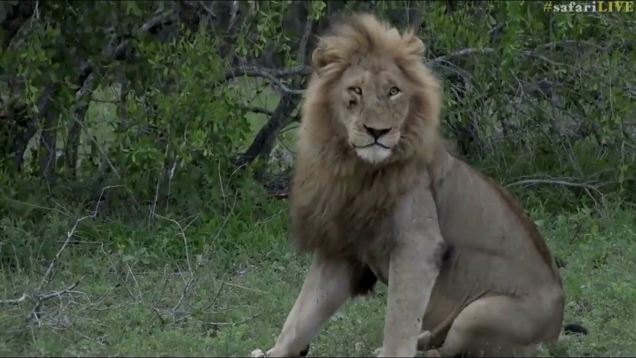 SafariLIVE 12/17/16 AM Drive