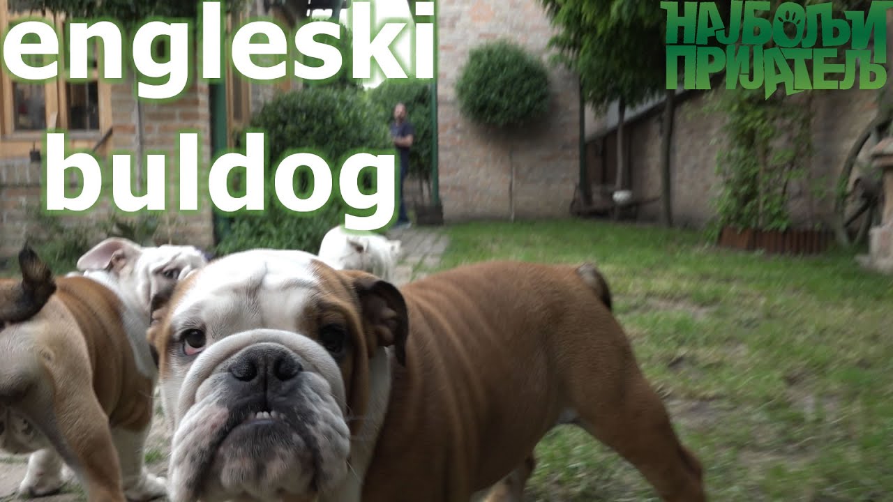 Engleski buldog - druželjubivi snažni pas