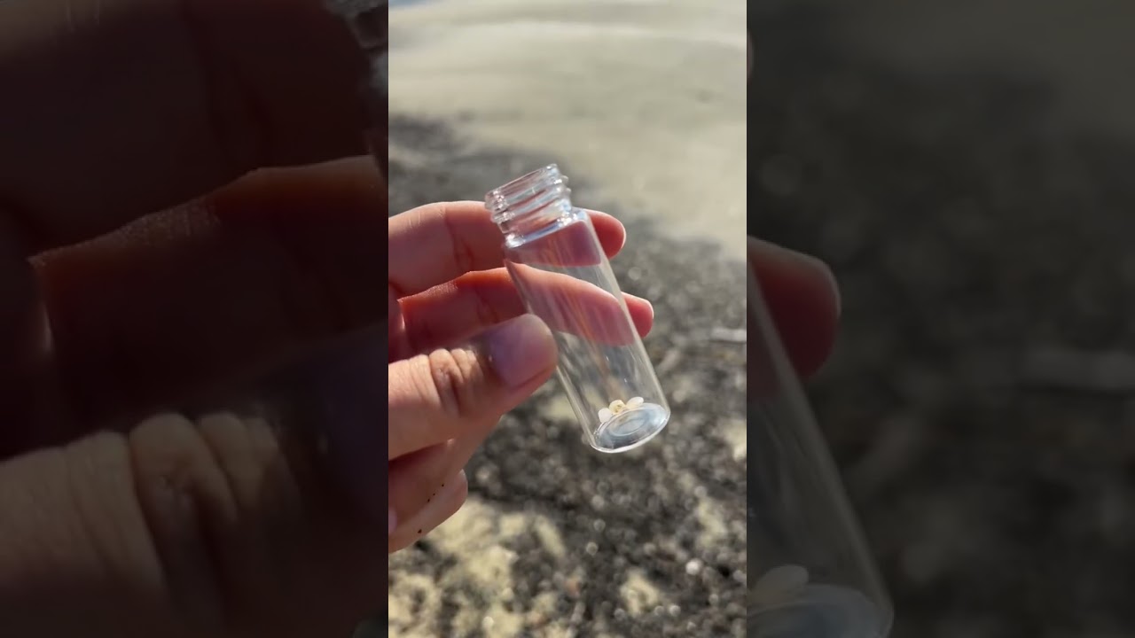 Come with me on a nurdle hunt! #nurdles #nurdlepatrol #nurdlehunt