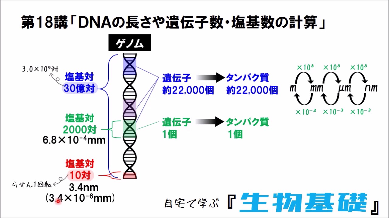 【高校講座 生物基礎】第18講「DNAの計算問題」