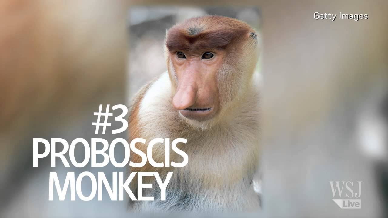 The Top Five Ugliest Animals