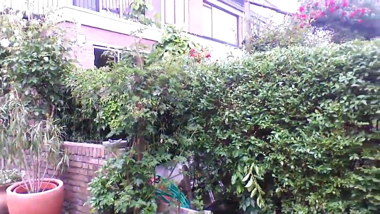 Onze tuin, juni 2013
