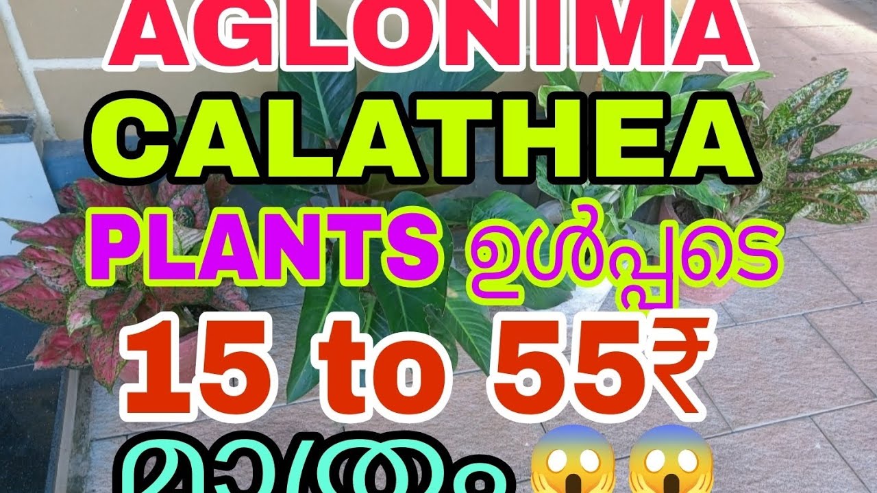 അഗ്ലോനിമ കലാതിയ വാട്ടർപ്ലാന്റ് 15രൂപ മുതൽ 55രൂപ വരെ മാത്രം 😱Tasty world 