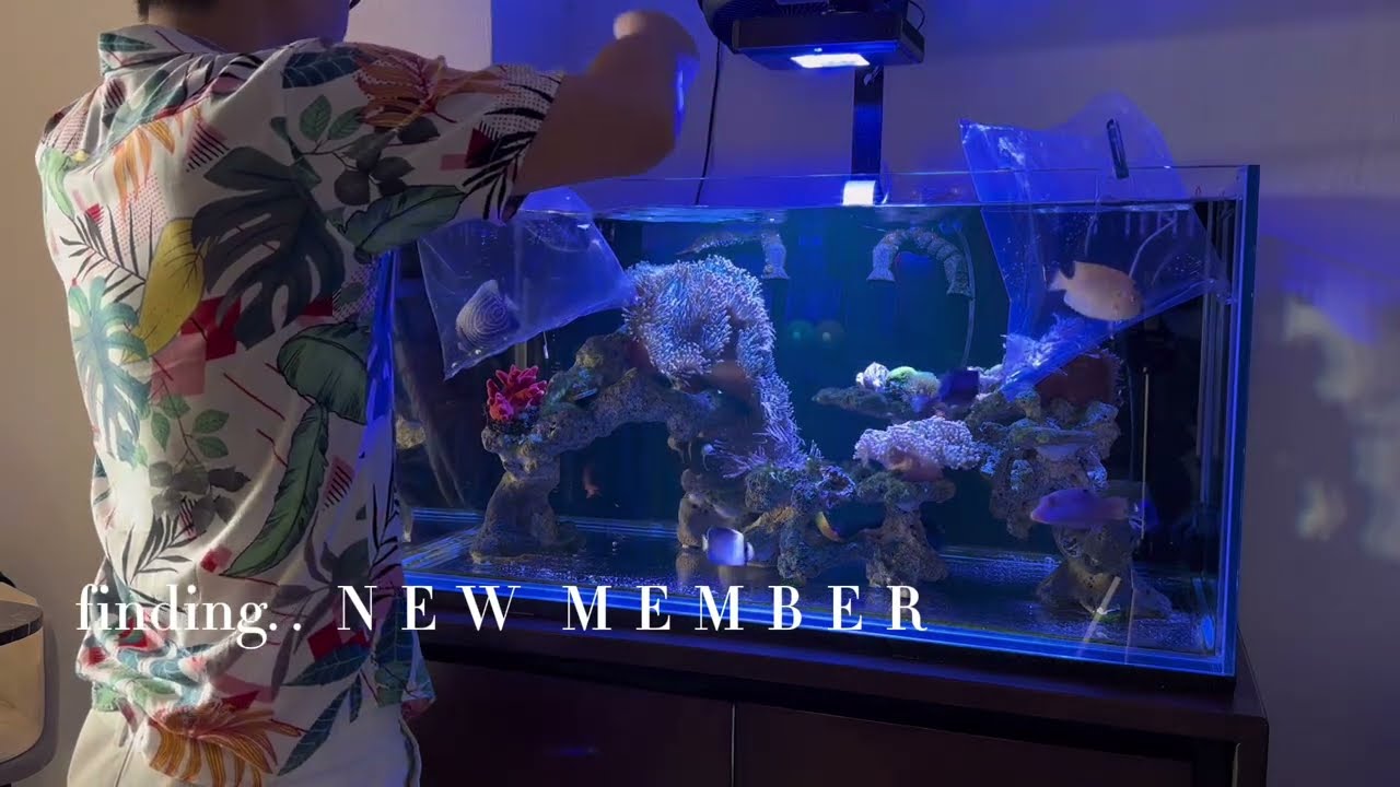 finding NEW MEMBER EMPEROR ANGELFISH / FLAGFIN ANGELFISH , BLUEMOUTH#reeftank #anglefish #marinetank