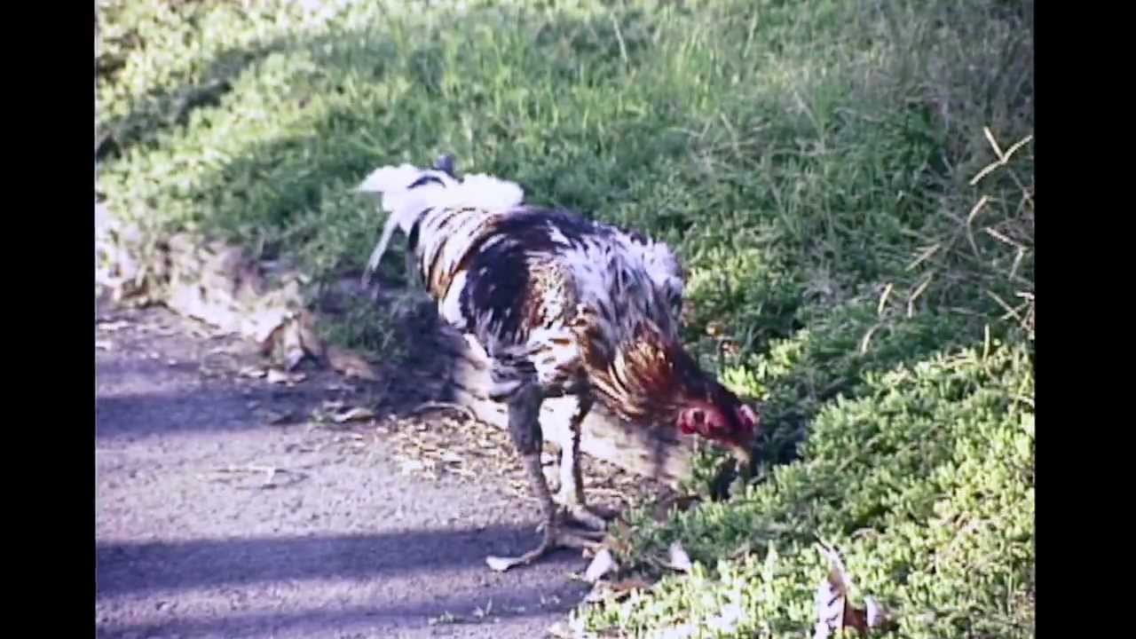 Game Fowls