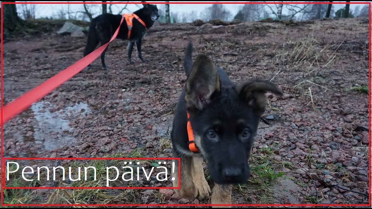 Pentumuistoja! Normaalipäivä pienen pennun kanssa! Ajax 10 viikkoa!