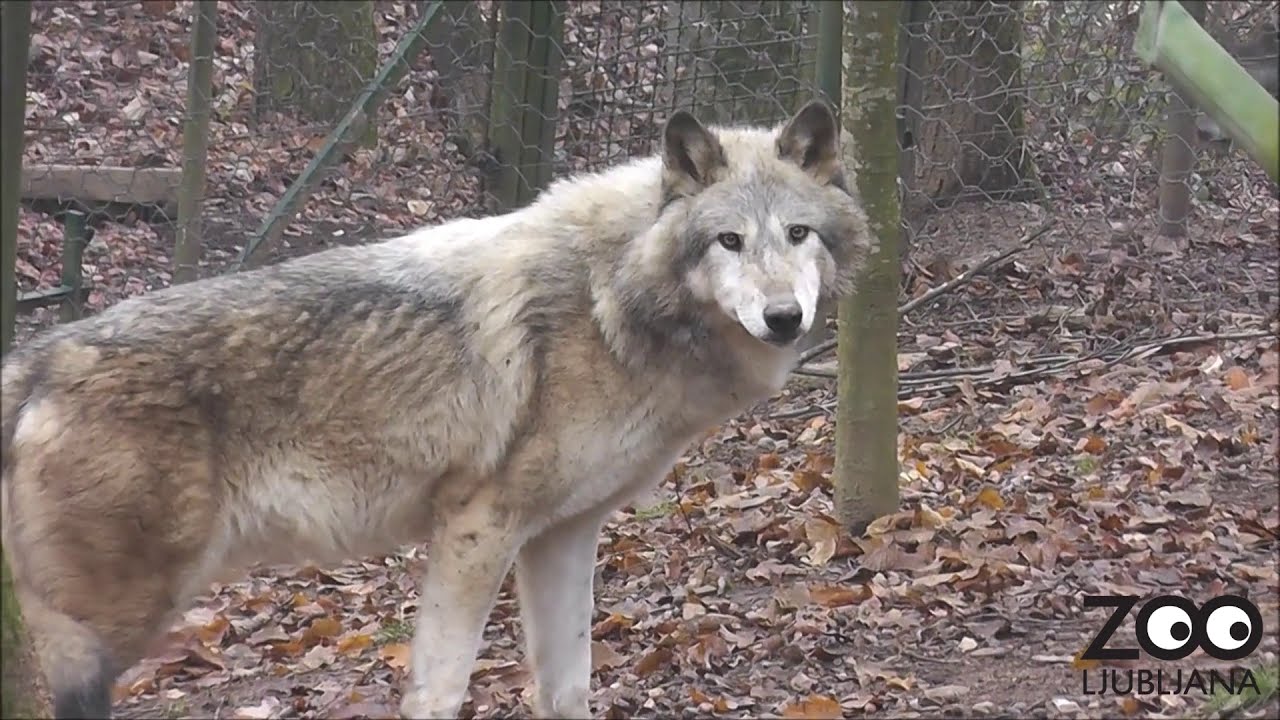Kanadskima volkuljama v ZOO Ljubljana se je pridružil samec Aragorn